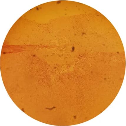 A specimen under the microscope